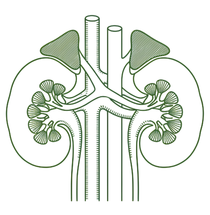 Adrenal Support